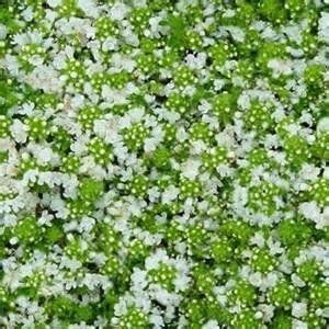 Pimpinella Anisum L.