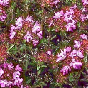 Pimpinella Anisum L.