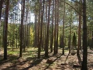 Pimpinella Anisum L.