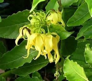 Pimpinella Anisum L.