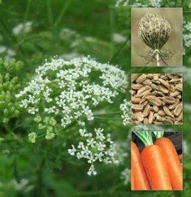 Pimpinella Anisum L.