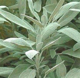 Pimpinella Anisum L.