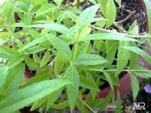 Pimpinella Anisum L.