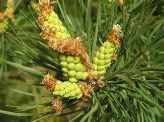 Pimpinella Anisum L.