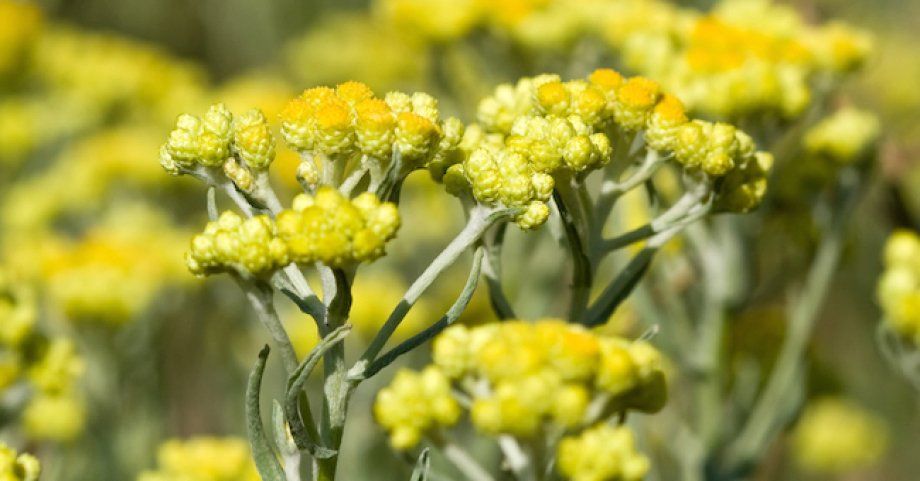 Pimpinella Anisum L.