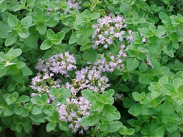 Pimpinella Anisum L.