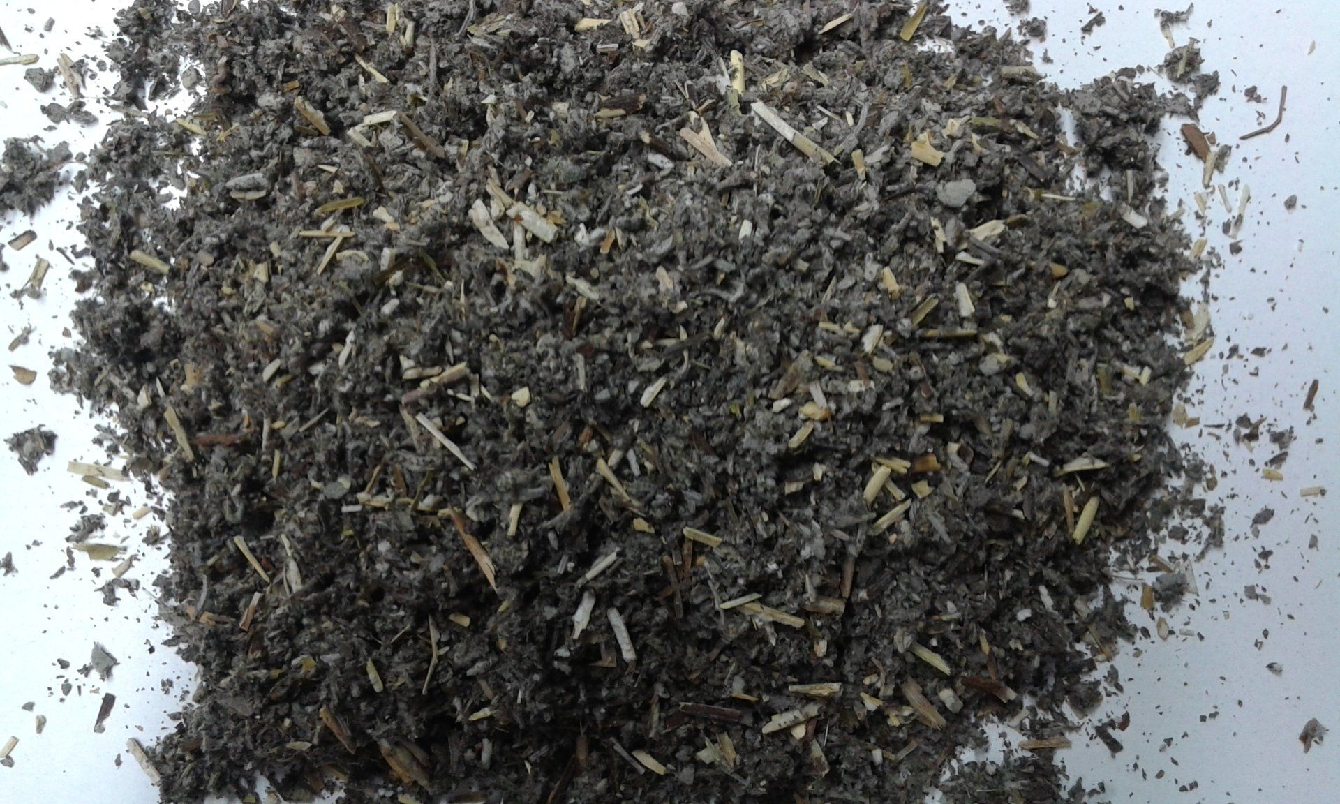 SALVIA SCLAREA