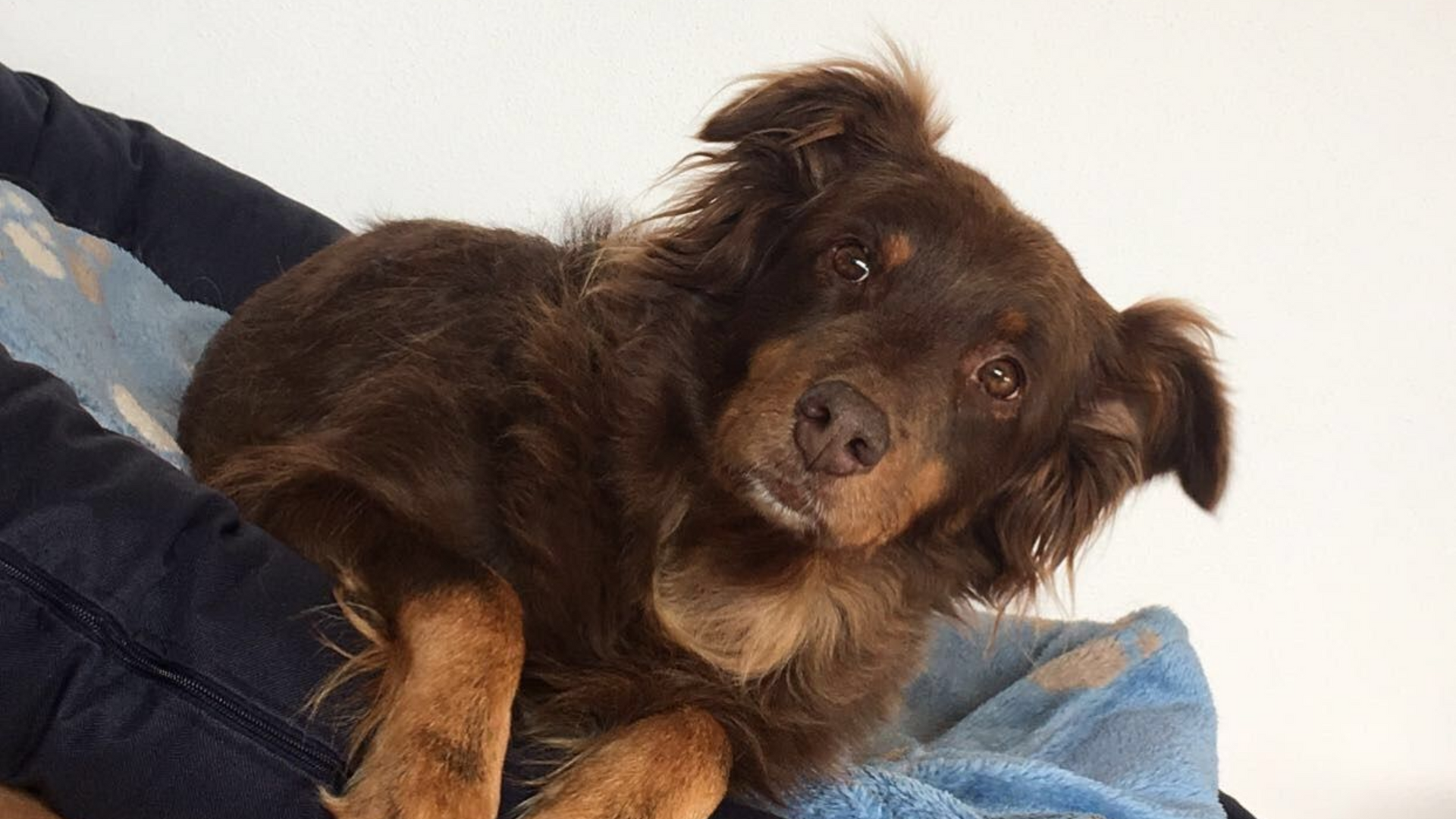 Australian Shepherd Zora