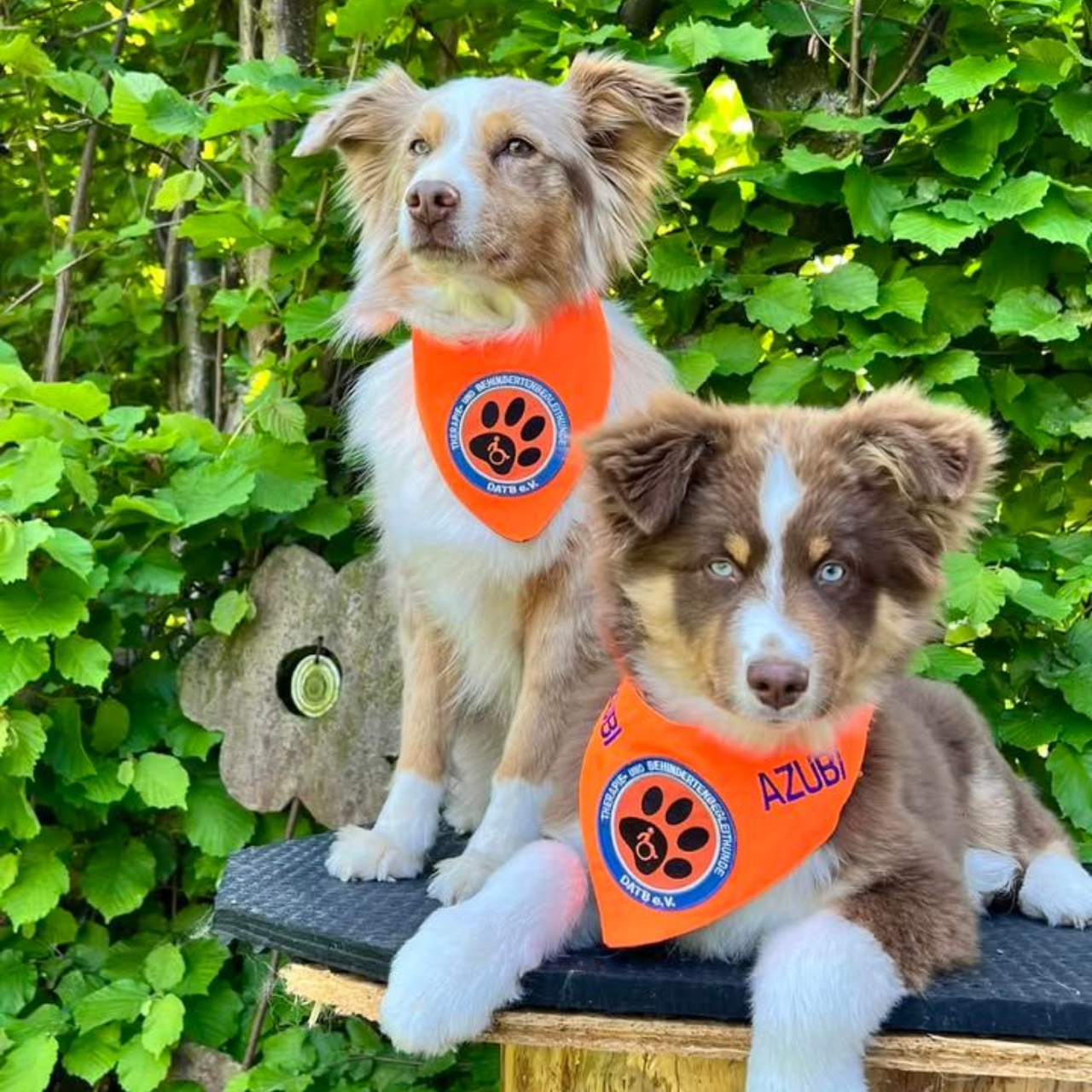 Zwei Australian Shepherd sitzen auf einem Platz und haben ein DAVTB Wimpel um den Hals.