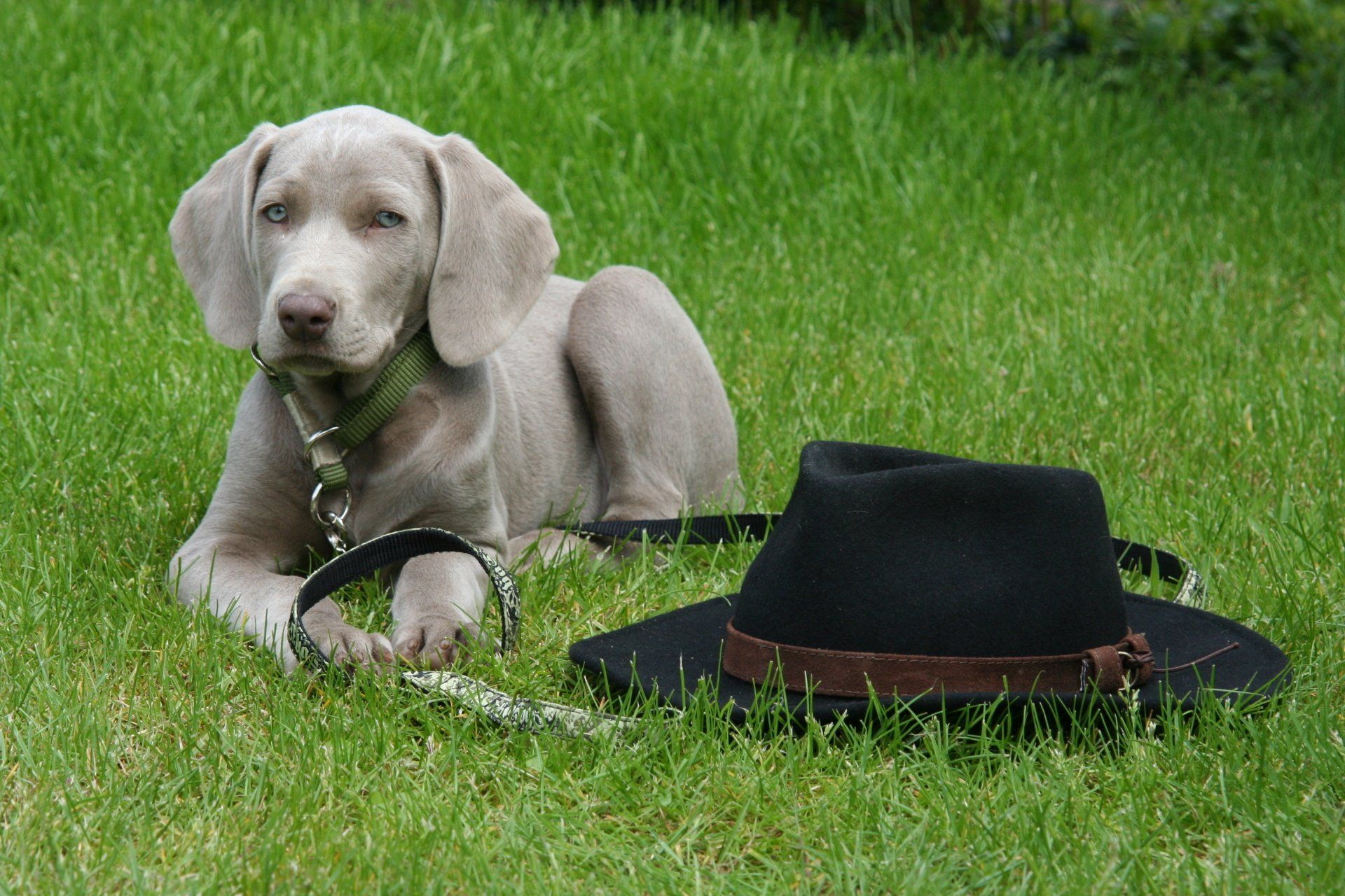 Welpenschule AMS Lünen Dortmund