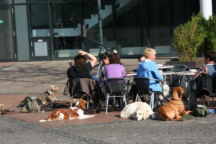 Stadttraining nach Fichtlmeier Hundeausbildung nach der Methode Anton Fichtlmeier