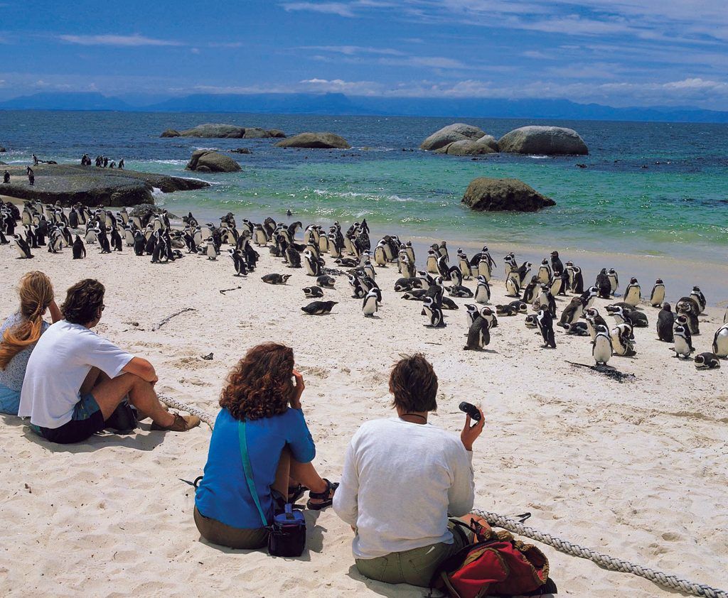 Boulders beach - visit the penguins in their natural habitat. So close you can almost touch them.