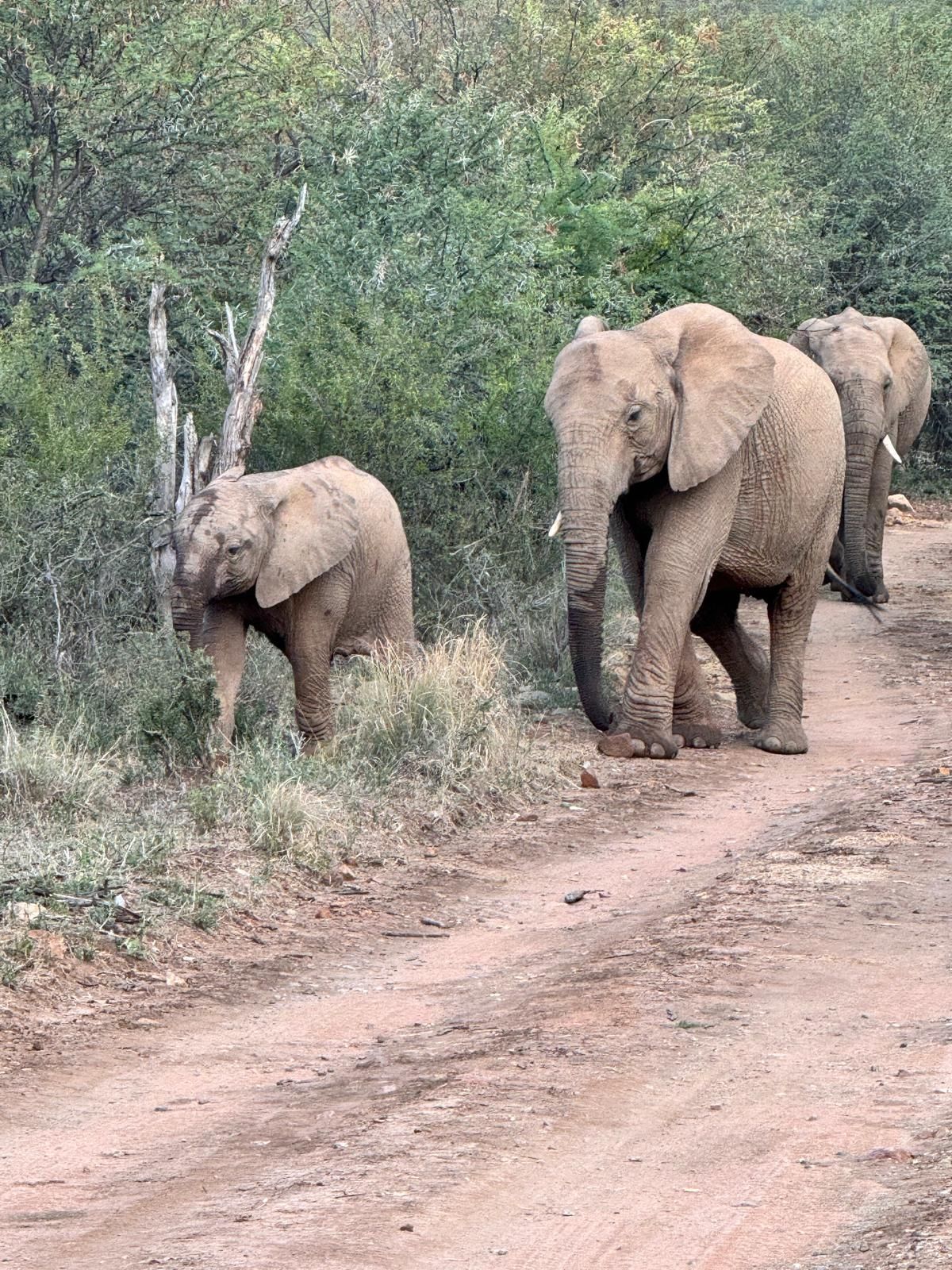 Elephant on safari
