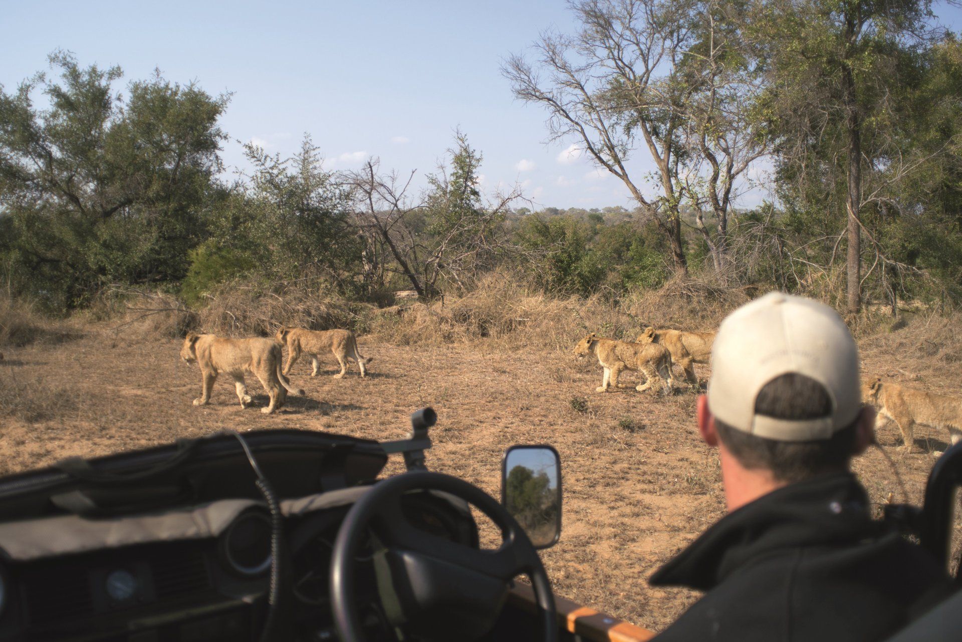 Lions. Safari.