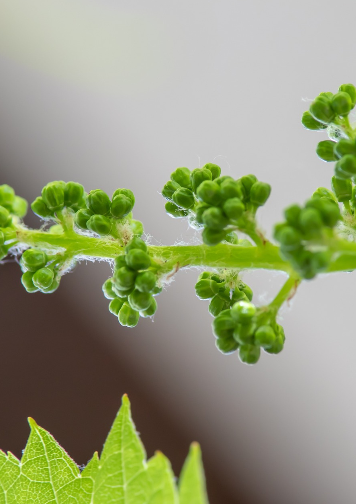 Eine blühende Weinrebe