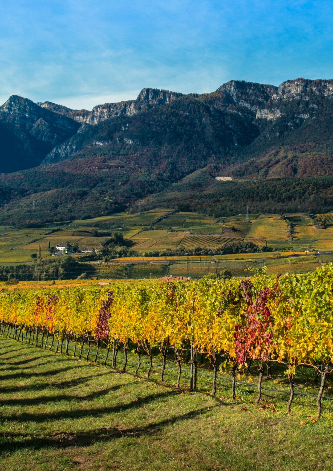 Mit Sekt gefüllte Gläser