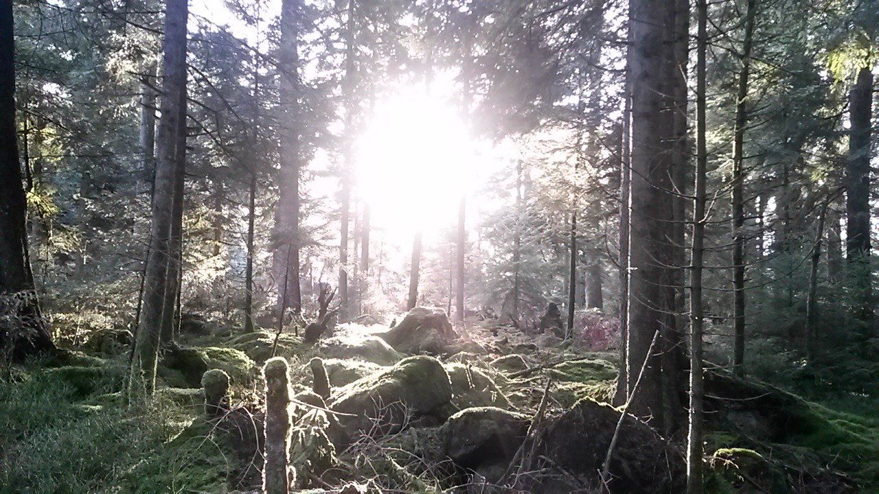 vhs Schwarzwald Akut Wald und Klima