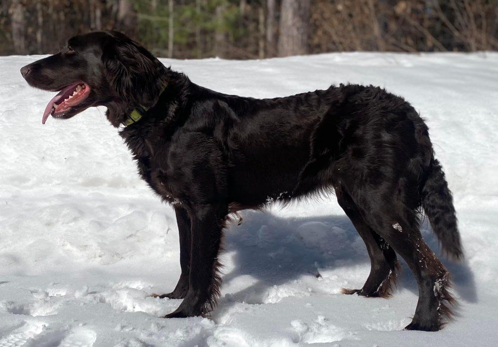 Mocha Vom Corashatten