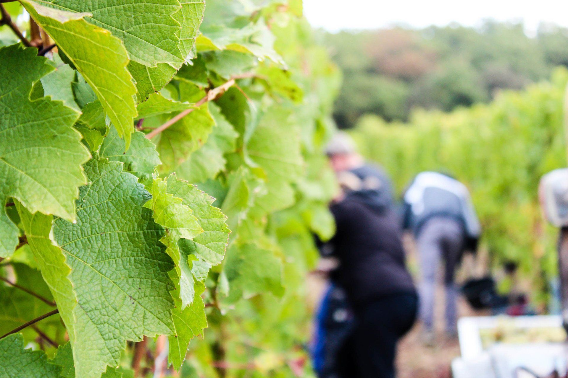 © www.visuellecommunication.com Weinlese