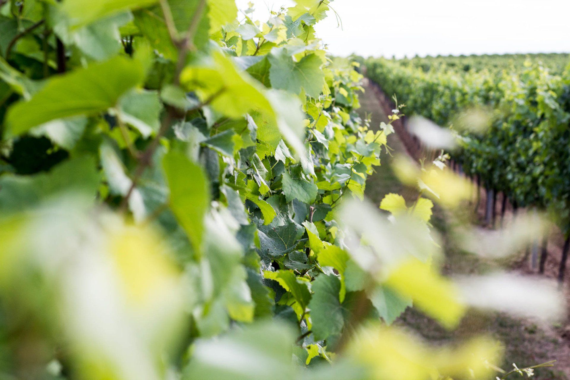 © www.visuellecommunication.com Weinreben