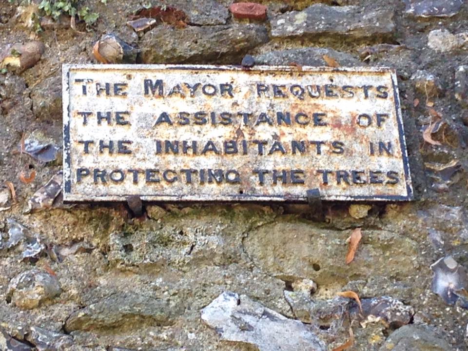 Mayor, Chichester, protect the trees