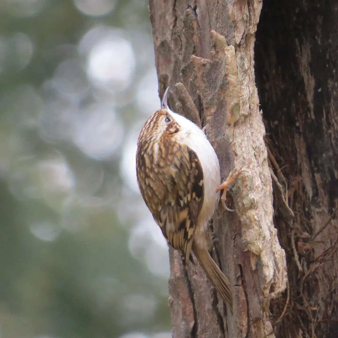Tree creeper
