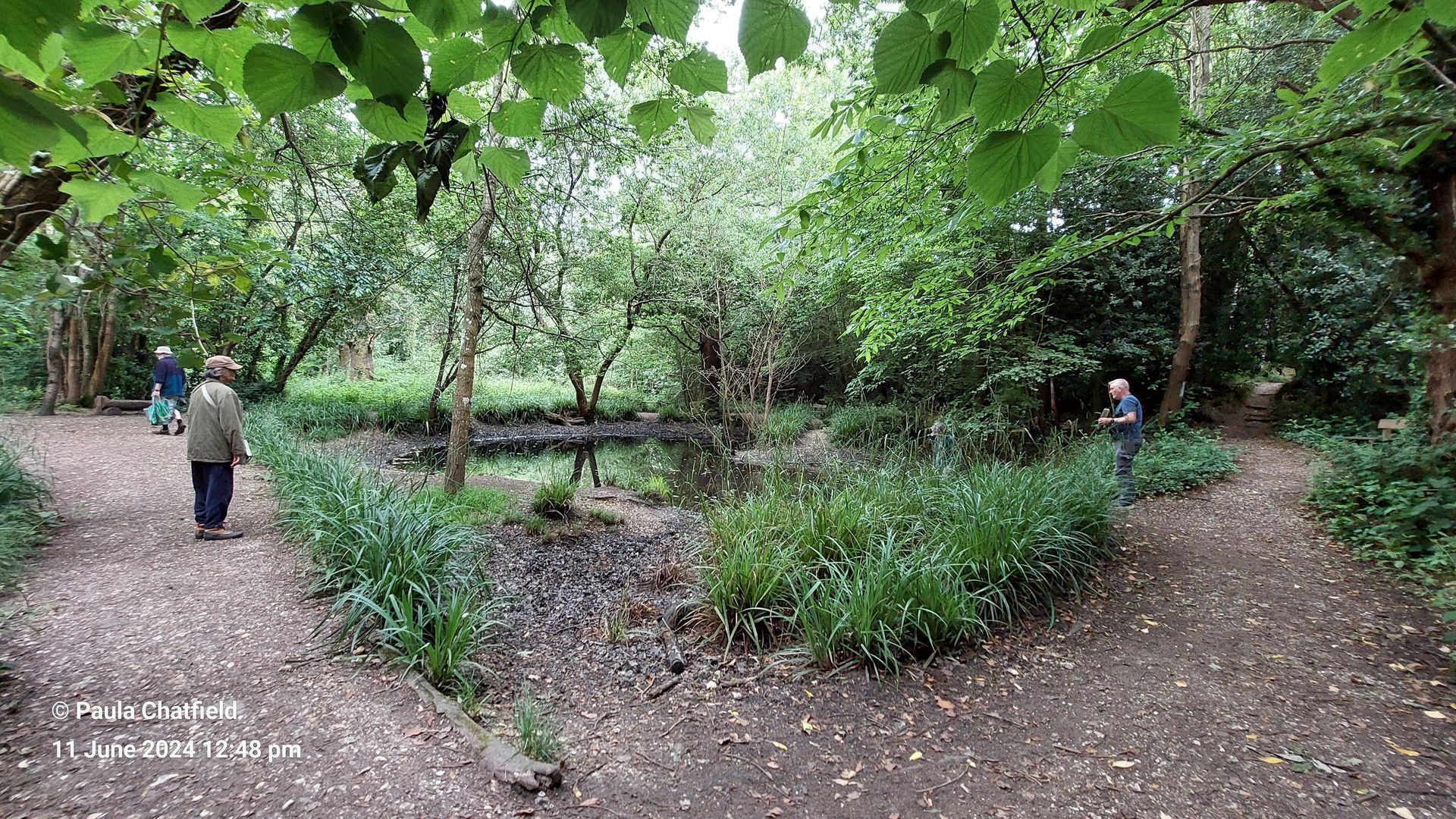 View across Willow Pond from south-eastern corner, 11th June 2024.