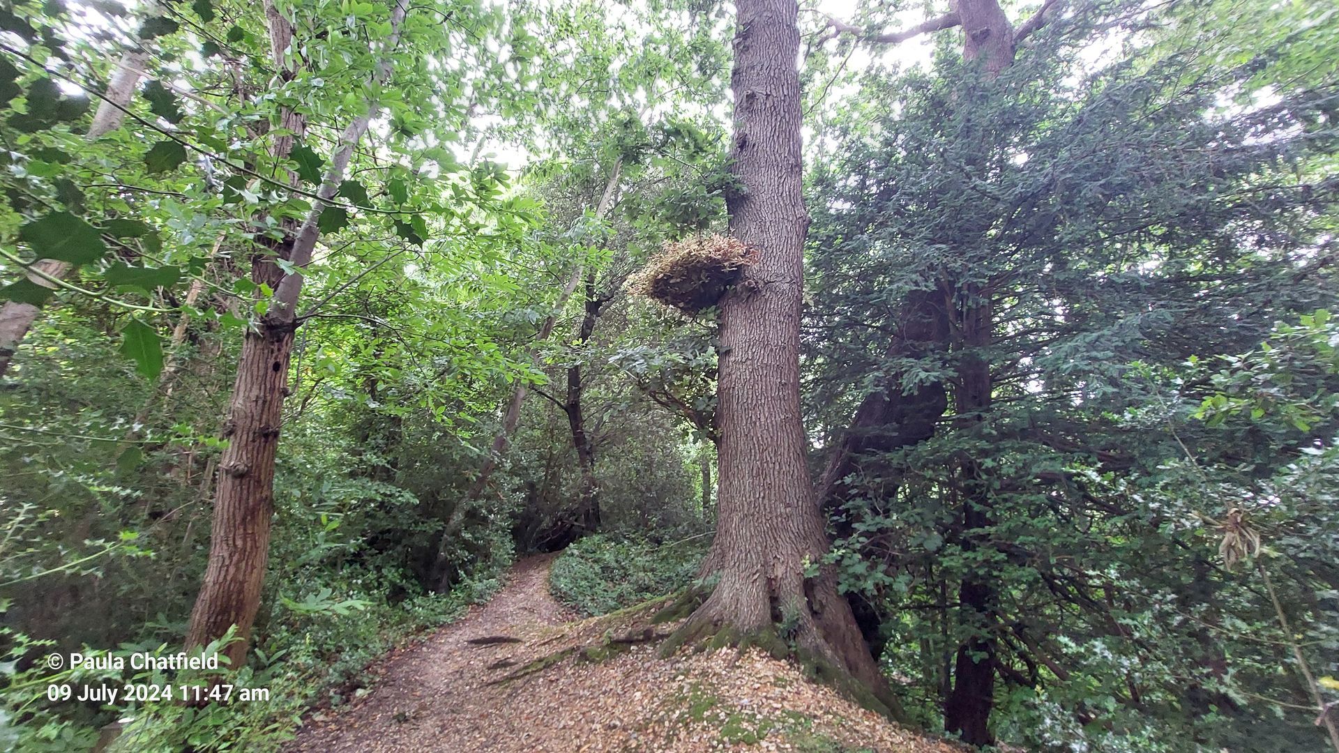 Woodland view west along path at top of Scheduled Monument embankment, 9th July 2024.