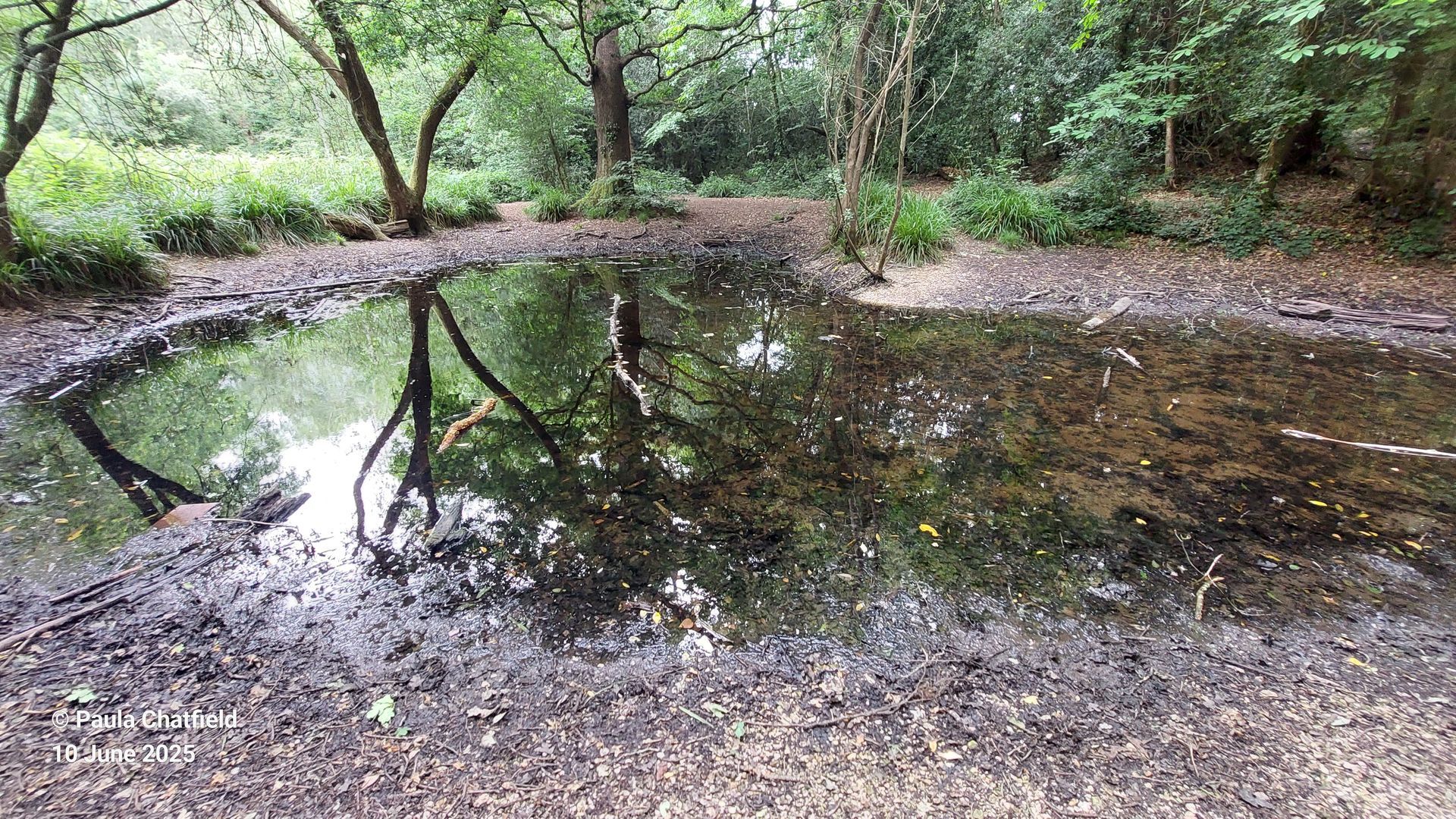 Photo of Willow Pond. 10th June 2025.