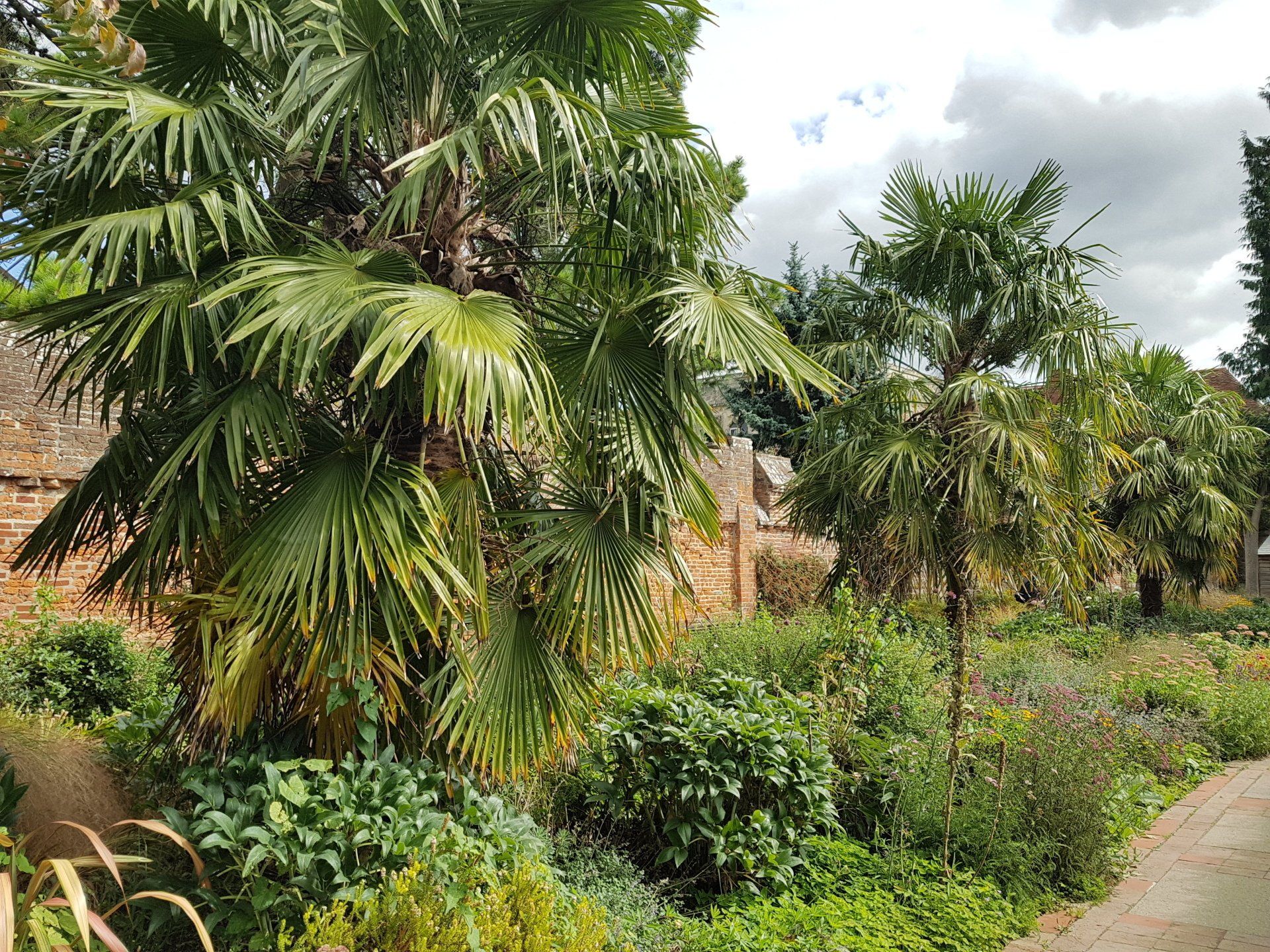 Tree of Heaven, Chichester
