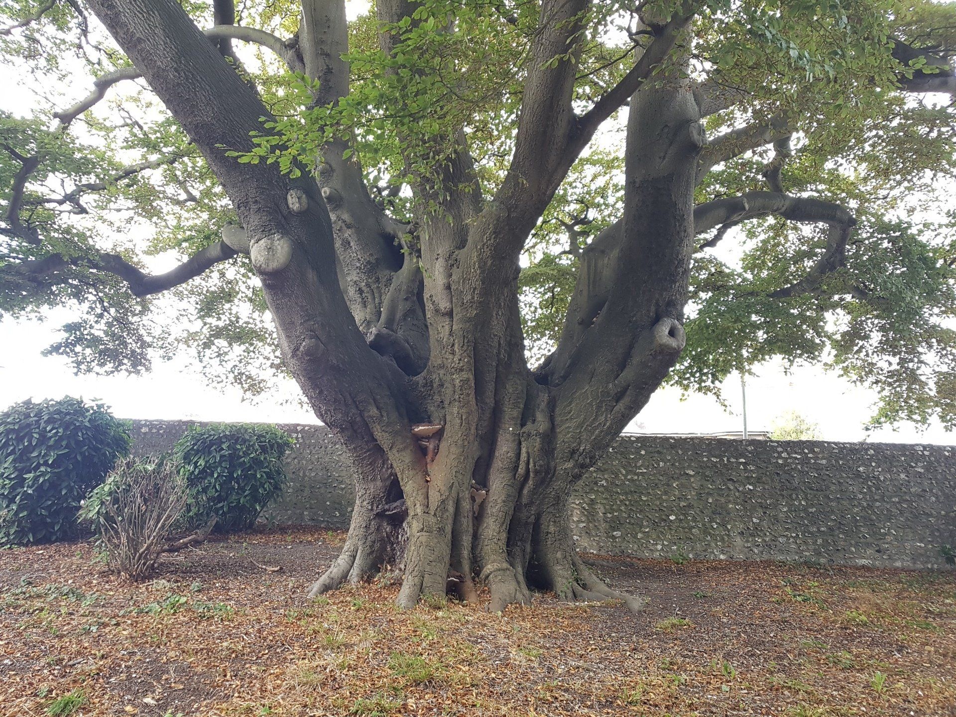 Tree of Heaven, Chichester