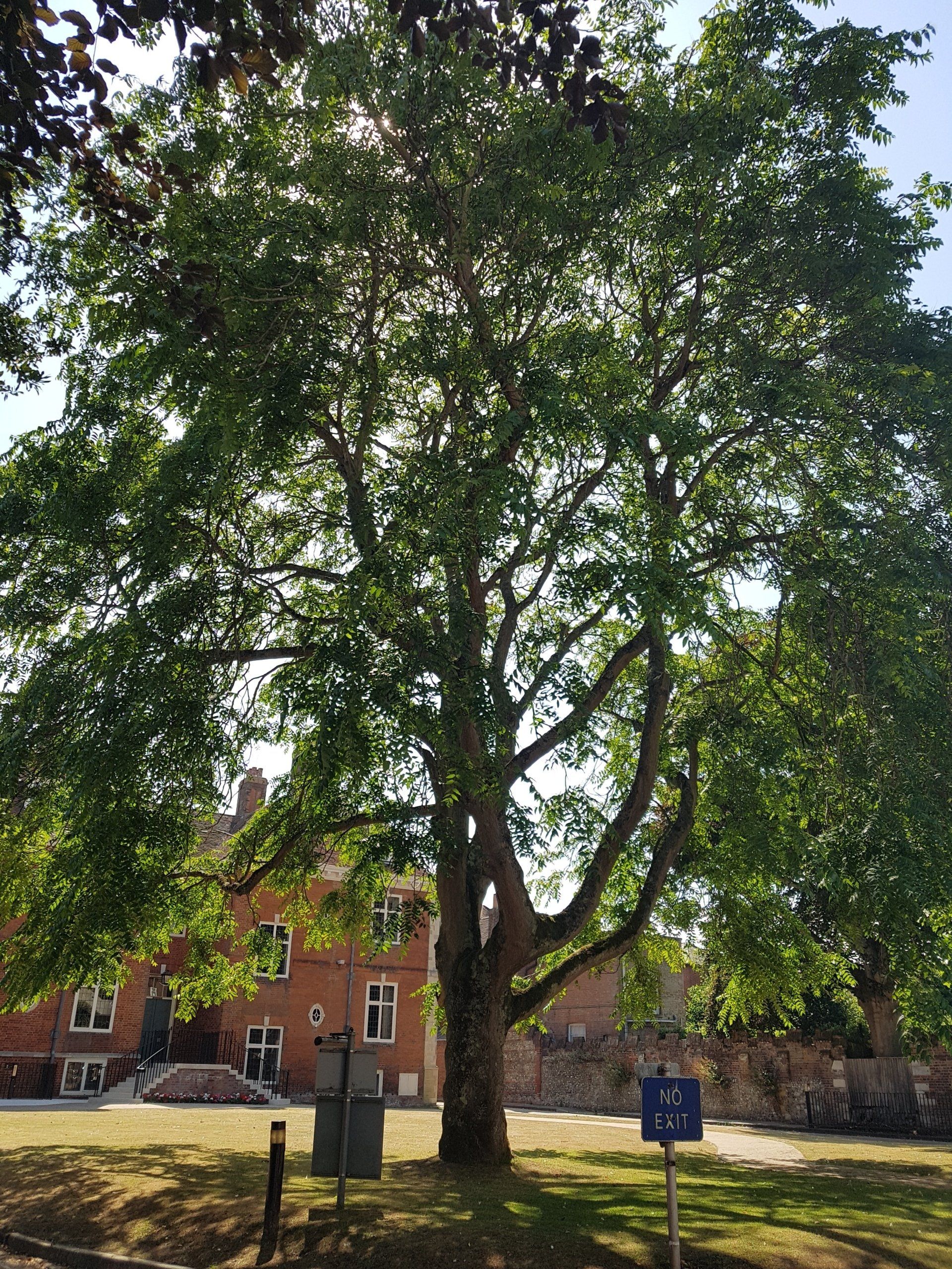 Tree of Heaven, Chichester