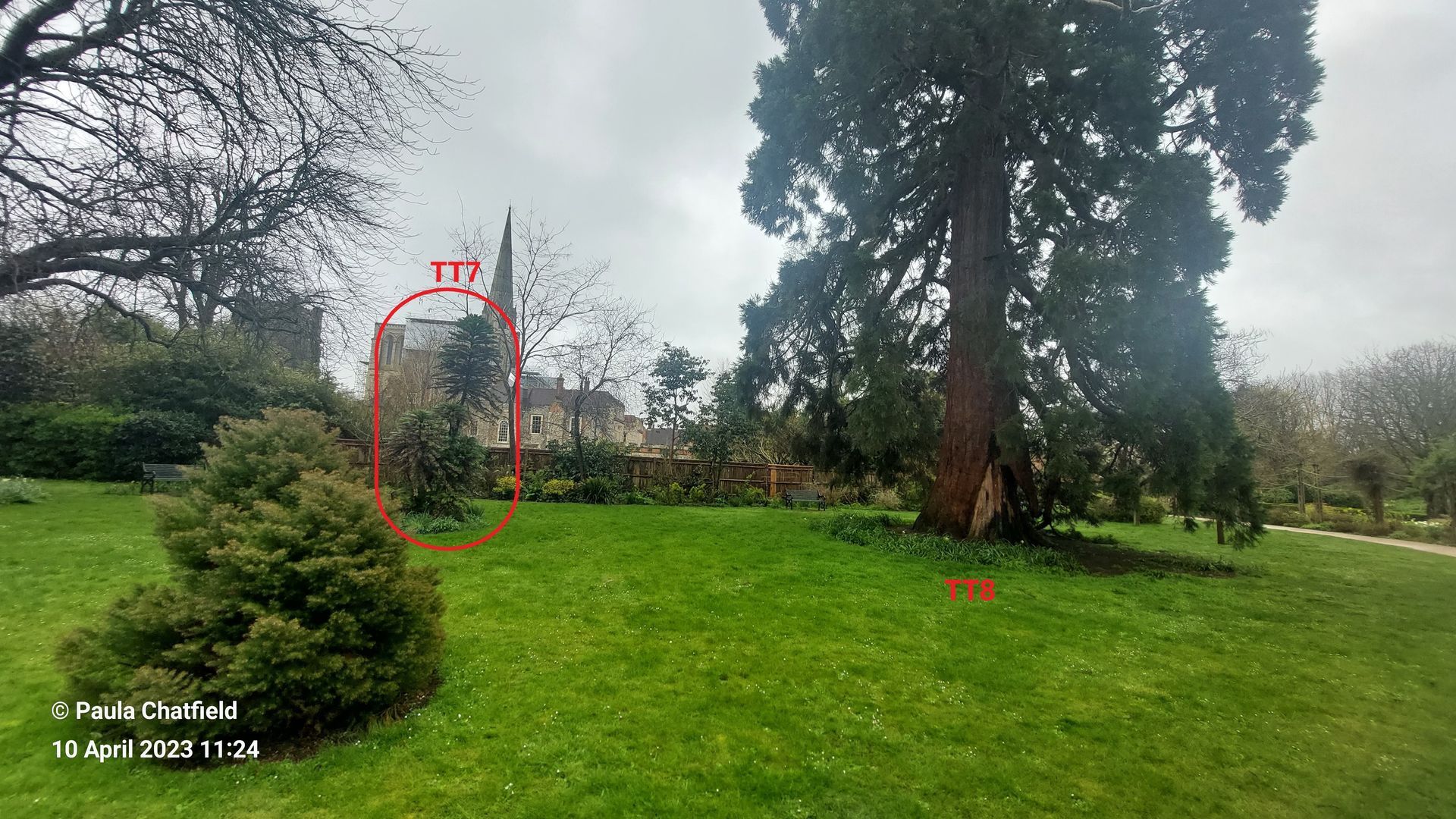 Wollemi pine, Chichester Tree Trail TT7, Chichester cathedral in background