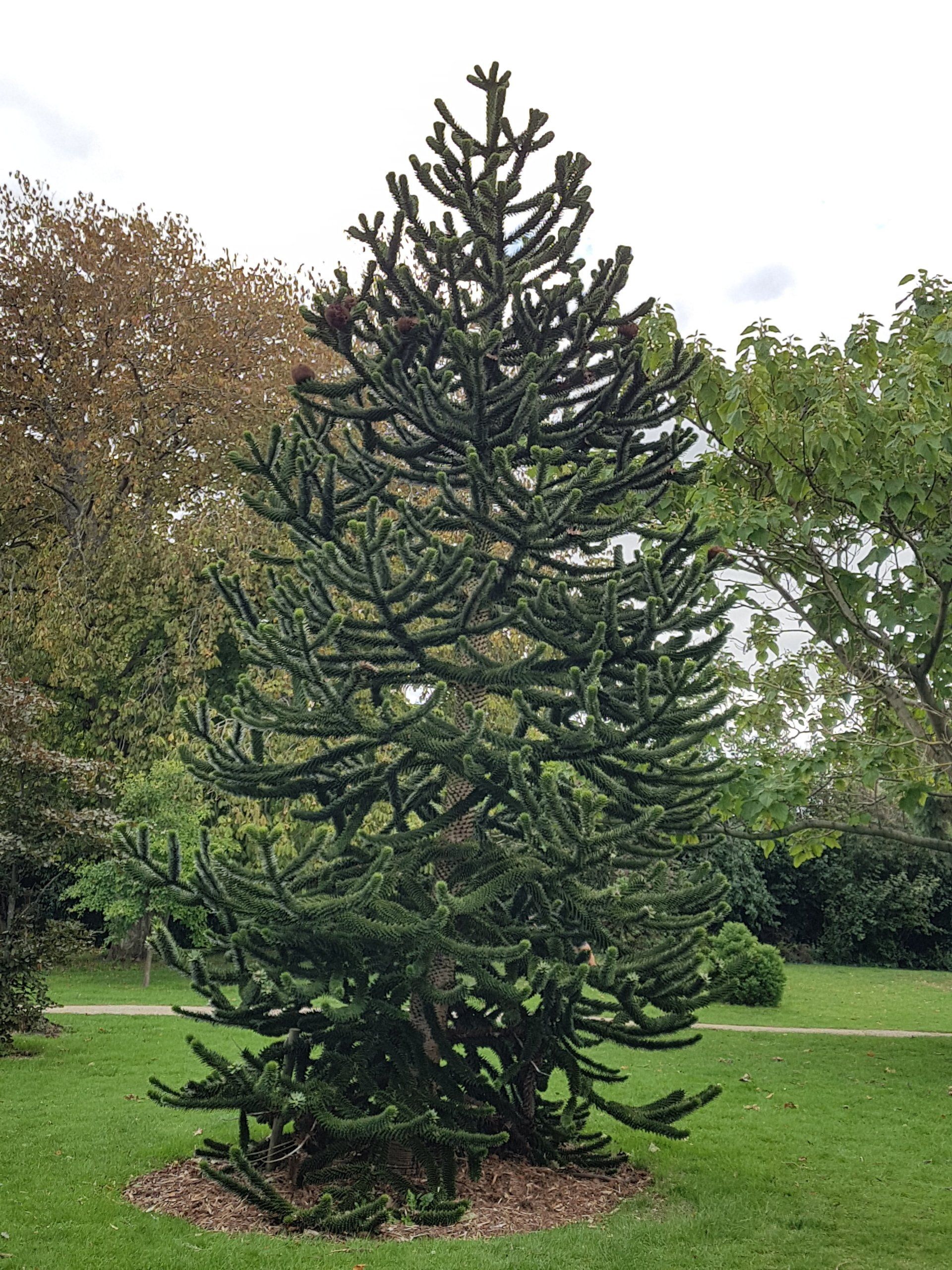 Tree of Heaven, Chichester