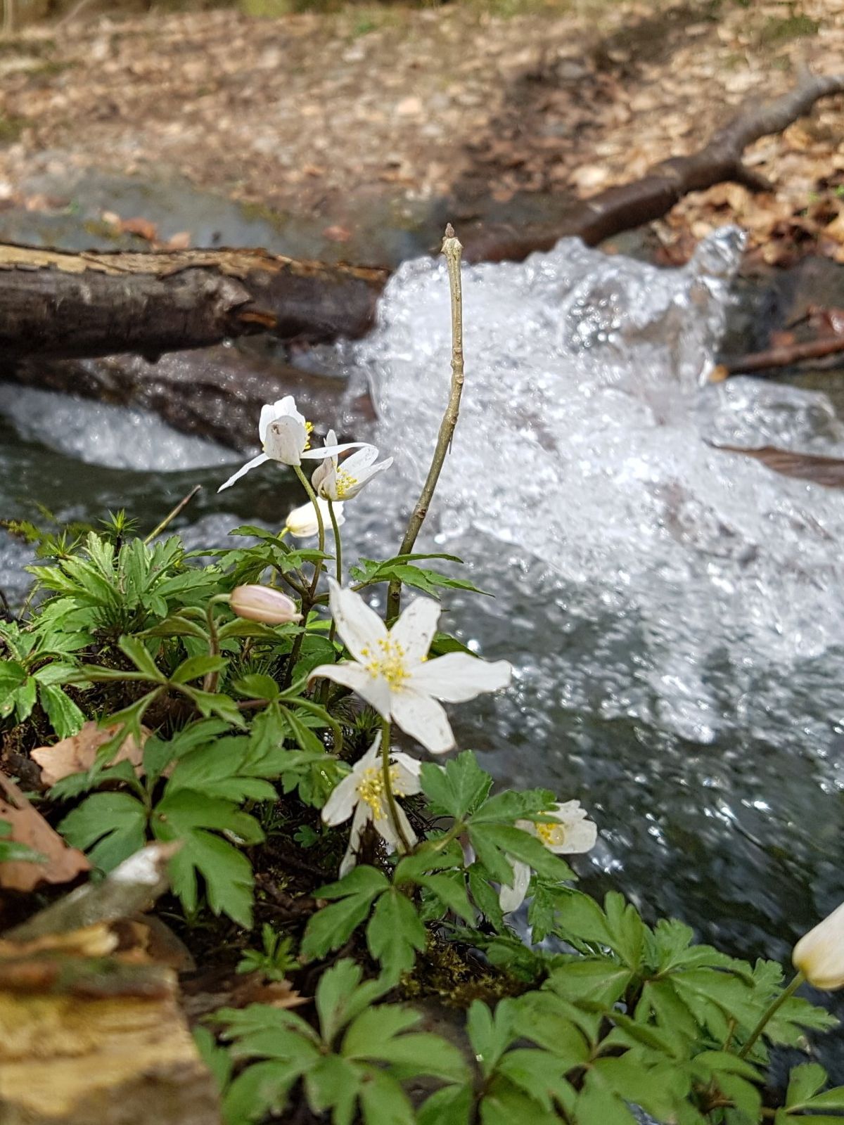 Kleiner Bach im Frühling