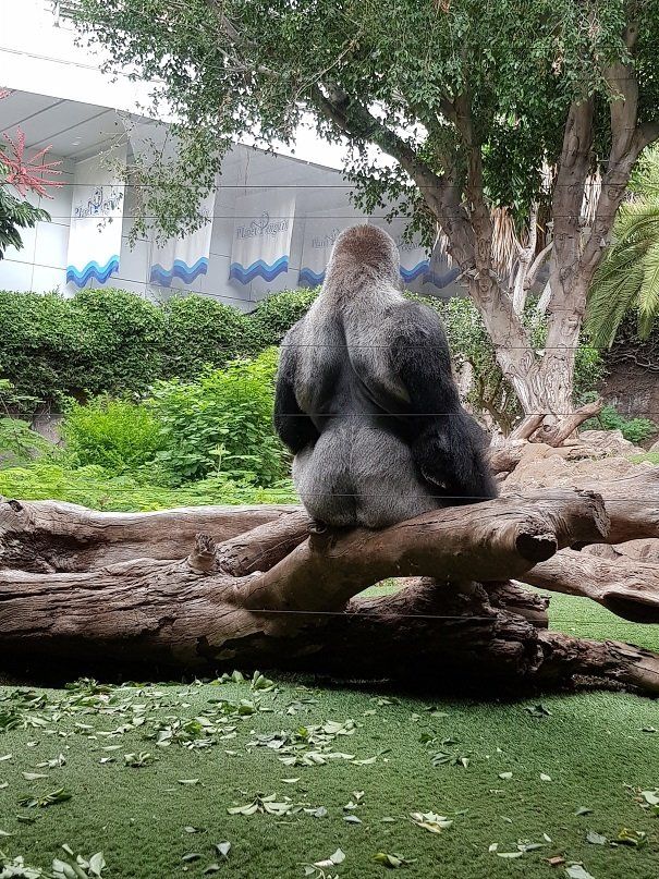 Hängematte mit Tarp