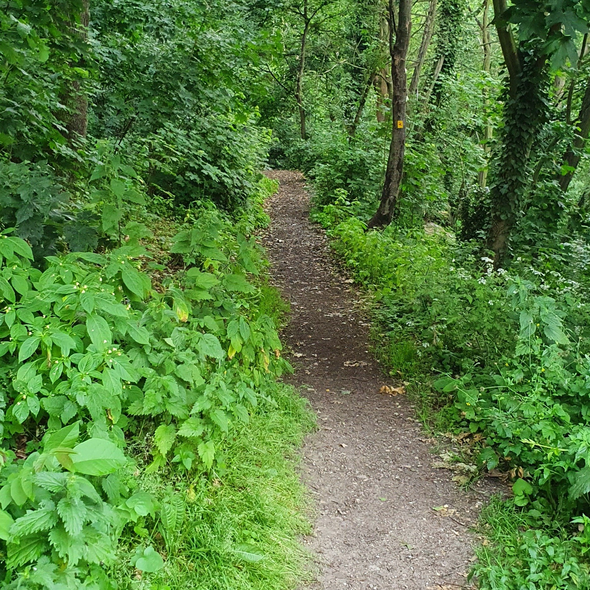 Waldweg im Frühling