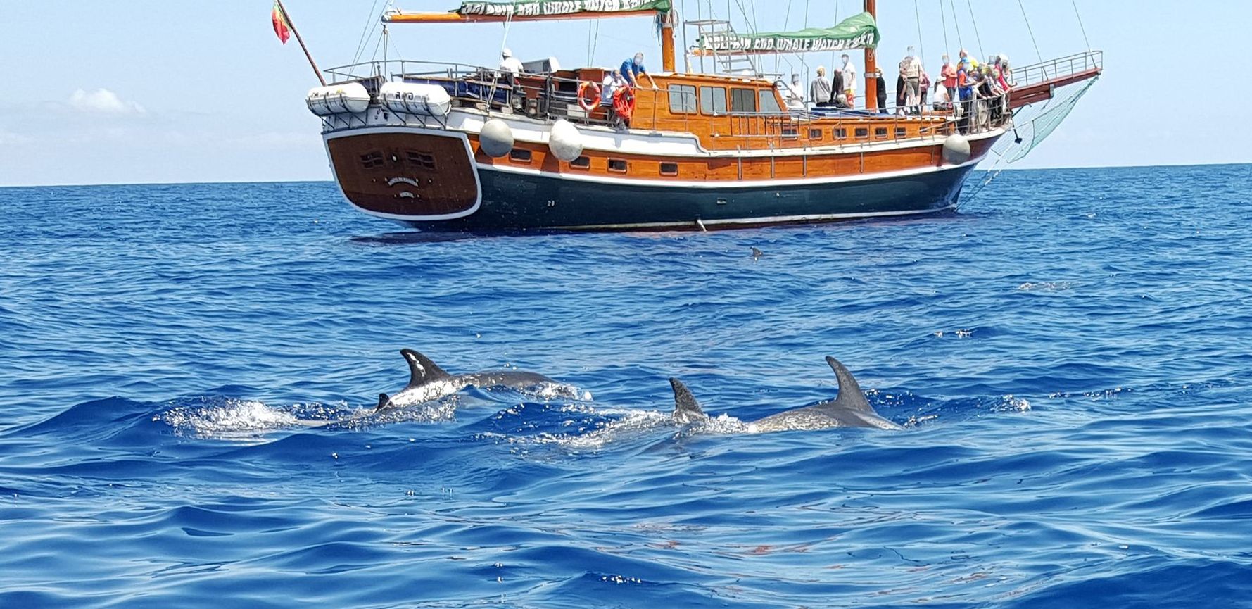 Delphin Beobachtung