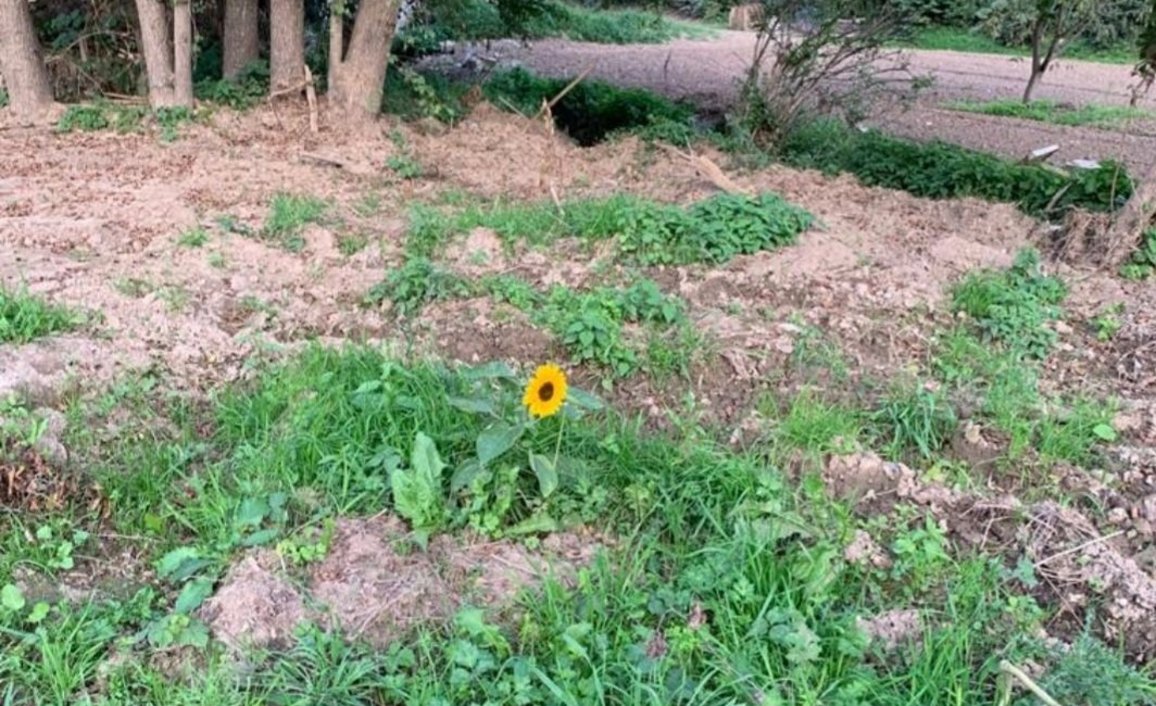 Sonnenblume an der Ahr