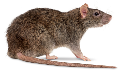 rat