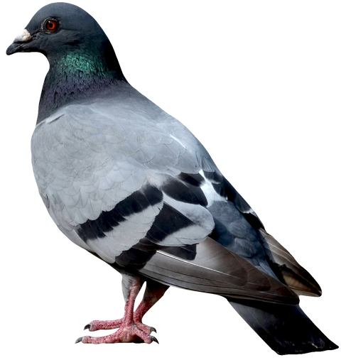 pigeon