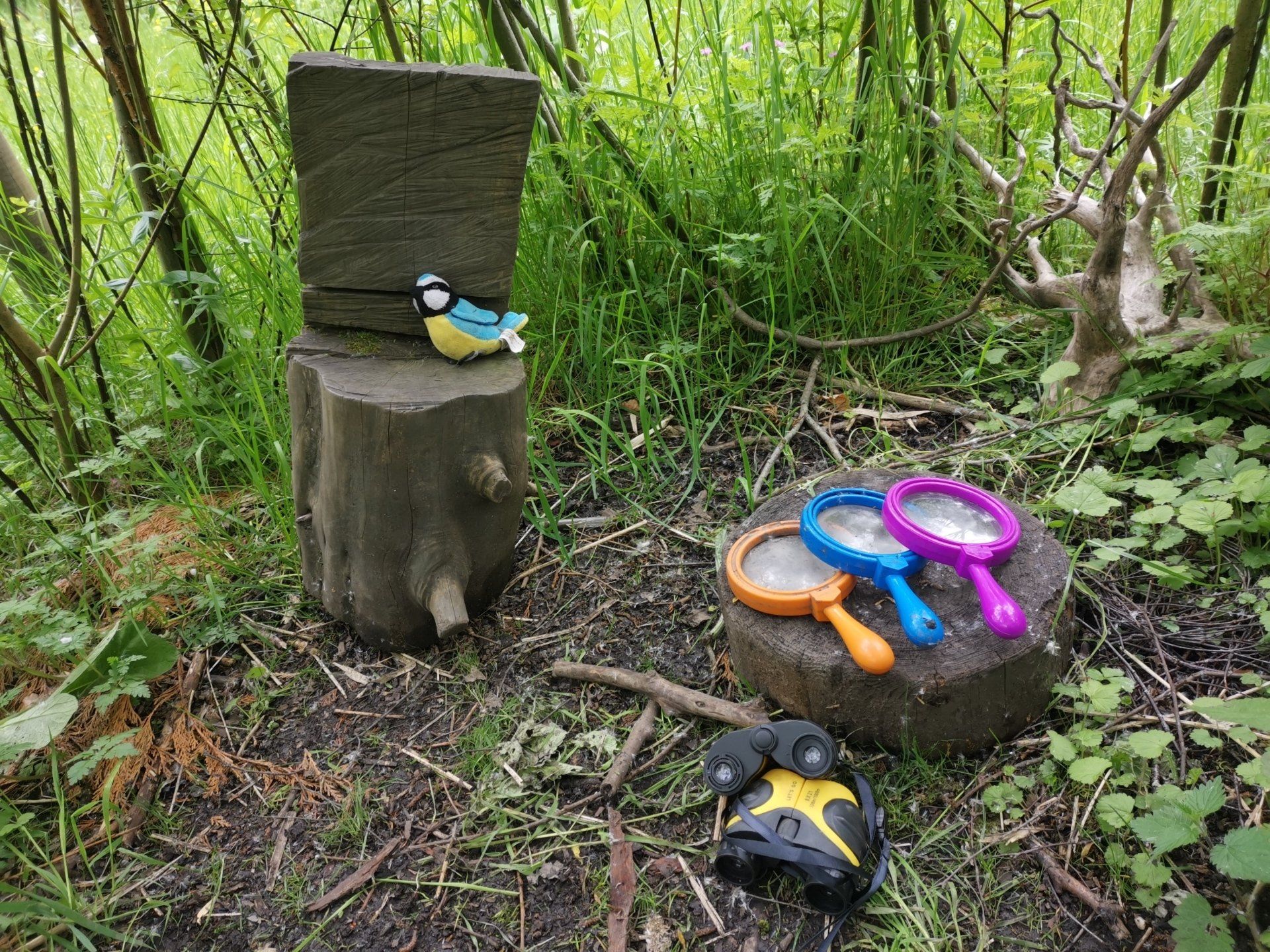 soft bird toy, magnifying glasses and binoculars on woodland floor
