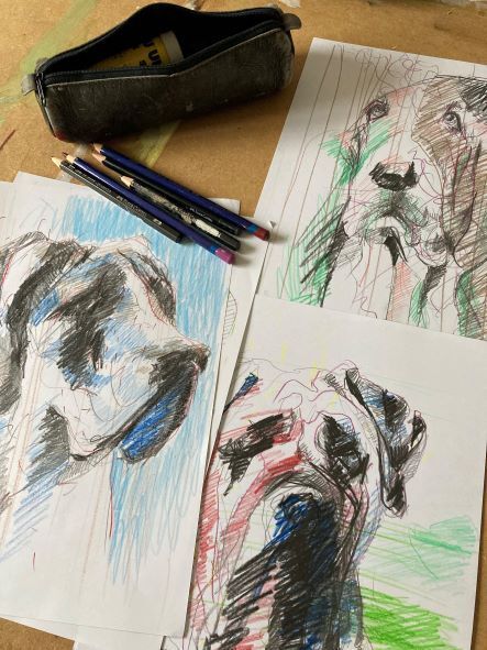 Hund Portrait Zeichnung Bleistift Buntstift
