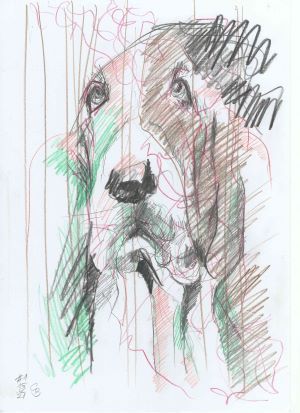 Hundezeichnung Bleistift und Buntstift Frontalansicht