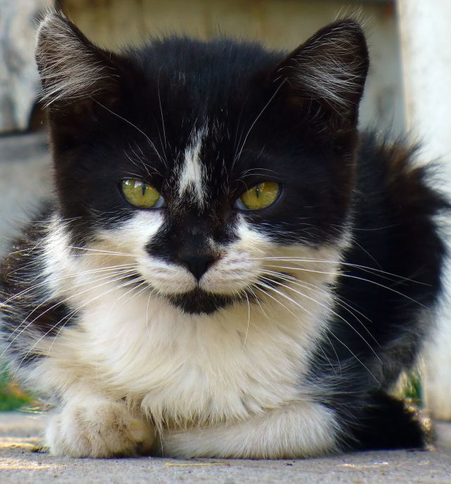 Schwarz-weiße Katze, Formel-Z