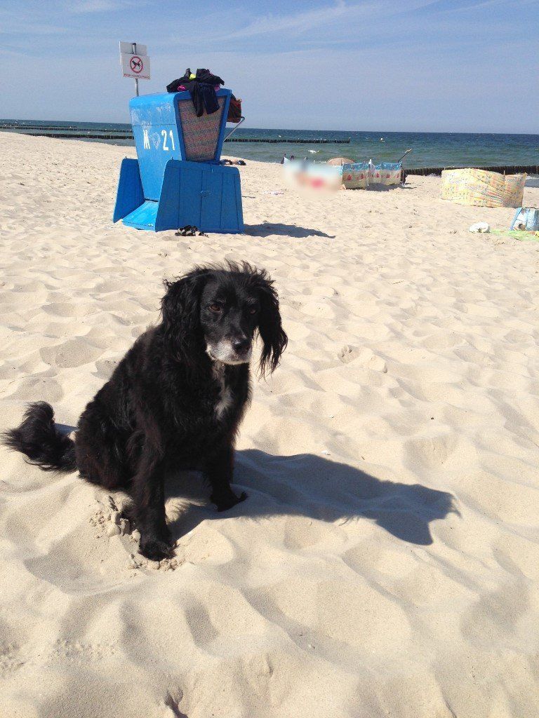 Hundetrainer, Hundetrainerin, Hundeschule, Hundetrainer