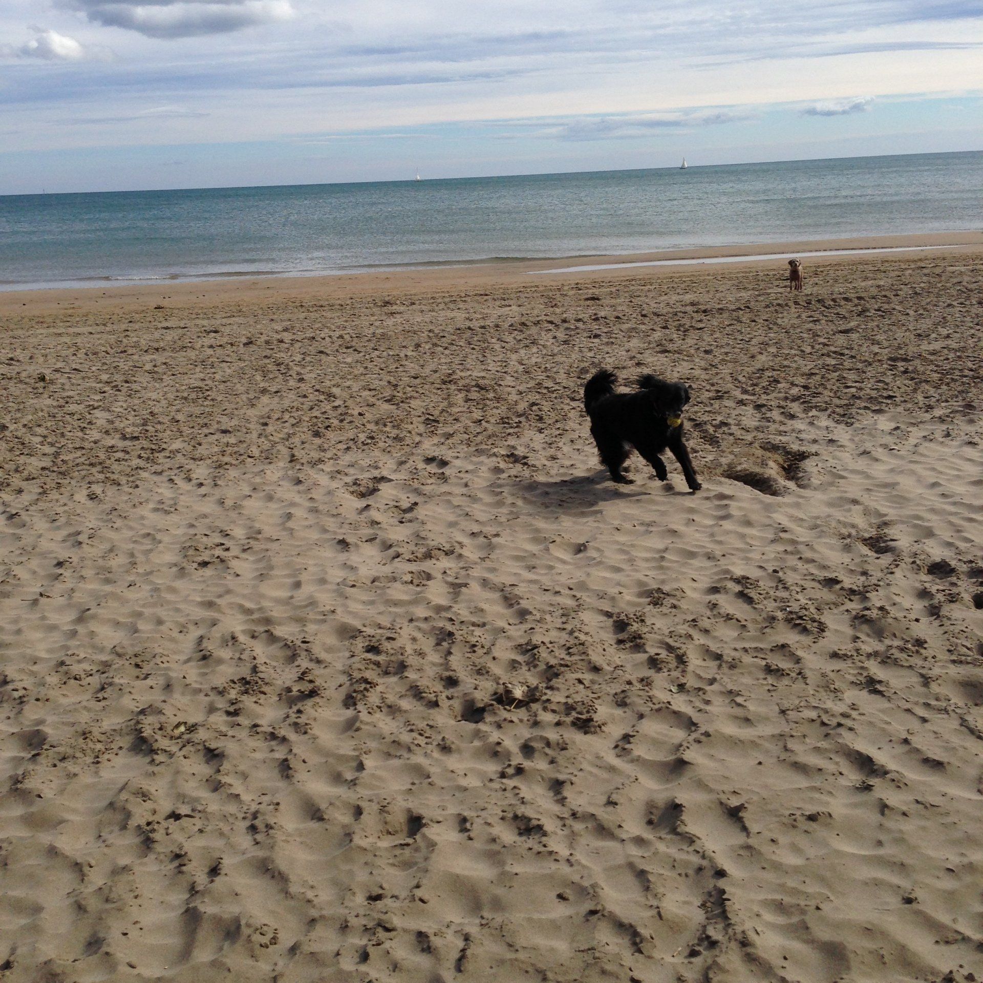 Hundetrainer, Hundetrainerin, Hundeschule, Hundetrainer