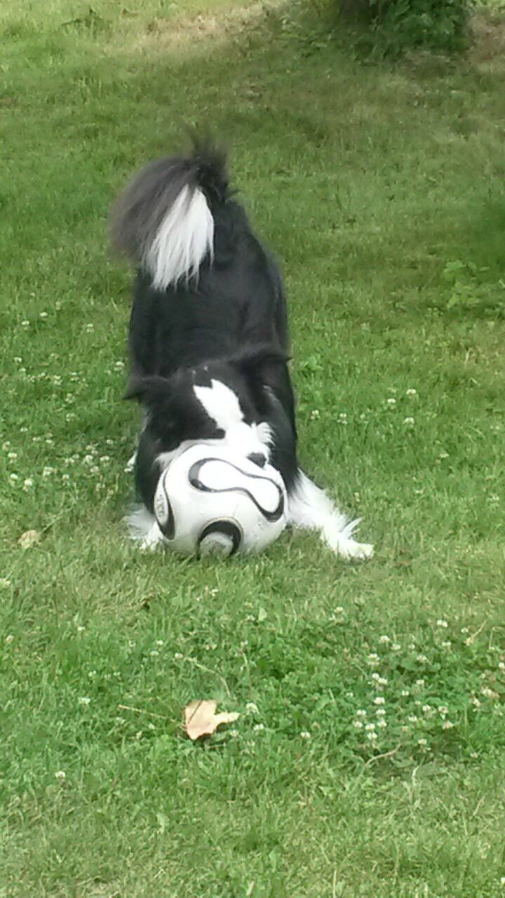 Hundetrainer, Hundetrainerin, Hundeschule, Hundetrainer