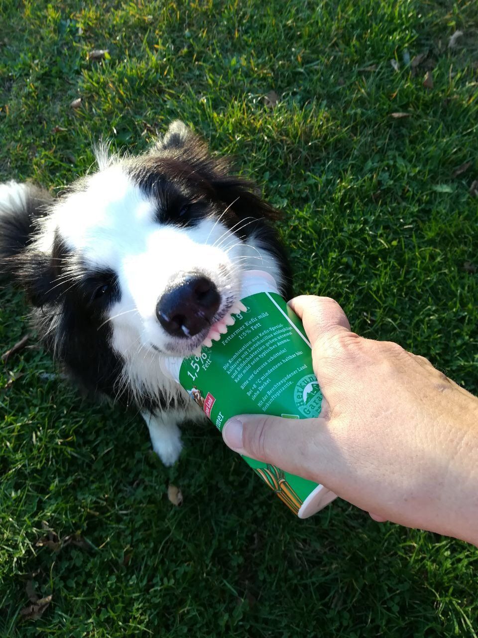 Hundetrainer, Hundetrainerin, Hundeschule, Hundetrainer