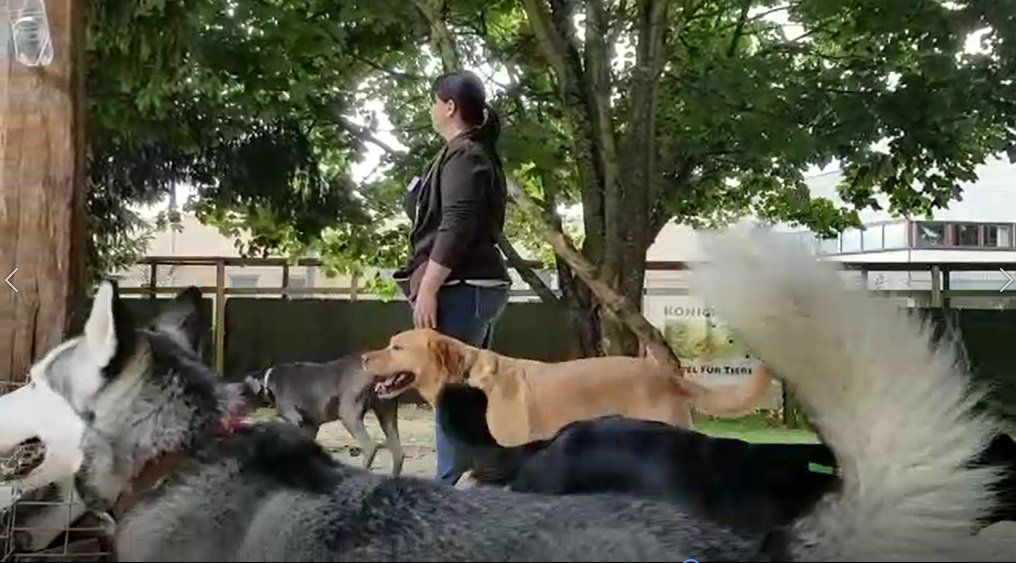 Hundetrainer, Hundetrainerin, Hundeschule, Hundetrainer